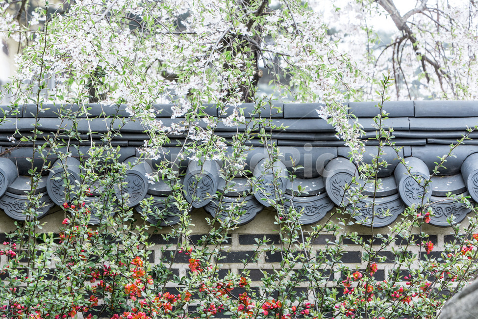 기와담장,호암미술관,담벼락,봄,만개,꽃,기와,정원,한국전통,한국문화,korean traditional,korean culture