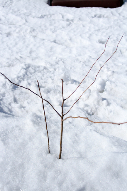 겨울,나무,눈,나뭇가지,snow,겨울,계절,winter,season