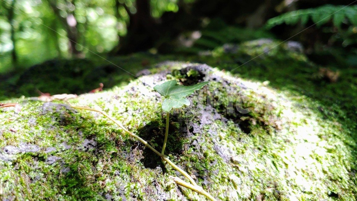 제주도,제주숲,곶자왈,제주원시림,제주화산암,jejuforest,nature,green,jejuforestlandscape,tree,forest,자연,제주도자연