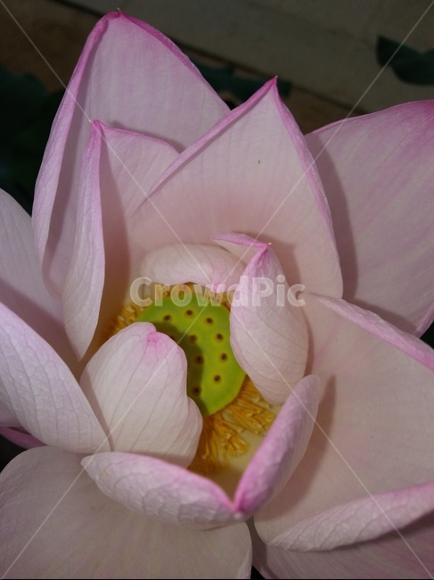 연꽃,연씨,야외,만개,연꽃잎,식물,자연,plants,nature,꽃,flower