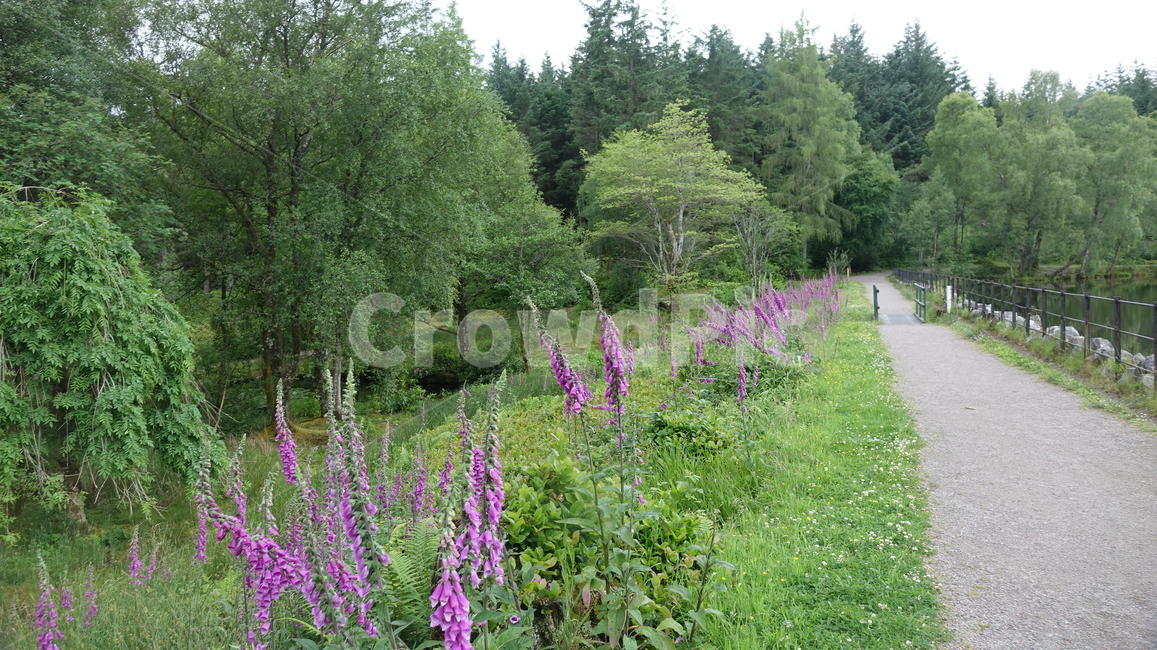 자연,nature,영국,히스,숲,꽃,핑크,green,초록,스코틀랜드