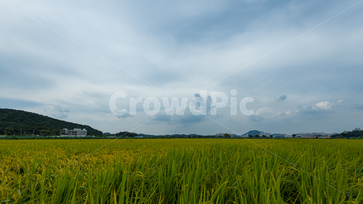 논벼,녹색,농장,창공,백운,농업,농사,agriculture,farming,farming industry