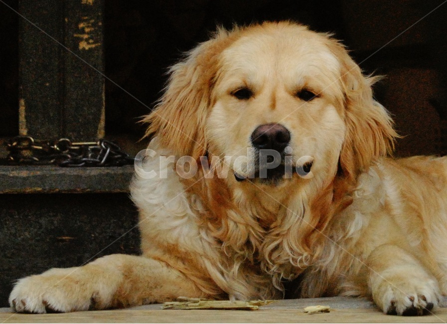 개,미소,썩소,표정,리트리버,dog,smile,awkwardsmile,facialexpression,retriever,동물,animal,포유류,mammal,개,강아지,dog,doggy