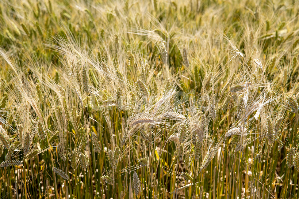 plant,식물,produce,생산액,vegetable,야채,grain,곡물,food,음식,청보리,보리,풀,foragebarley,백그라운드,background,식물,자연,plants,nature