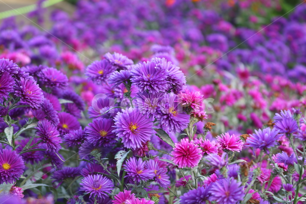 꽃,국화,국화꽃,식물,자연,소국화,야생화,식물,자연,plants,nature,꽃,flower