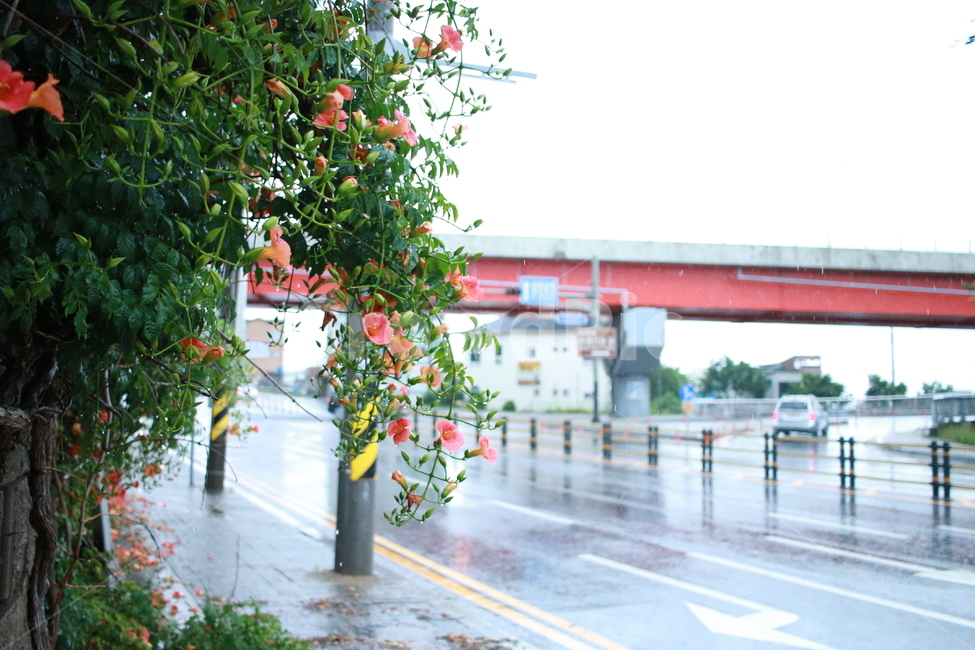 우중출사,장마,비,물방울,능소화,비,비오는날,rain,rainy,교통,교통수단,traffic,transportation