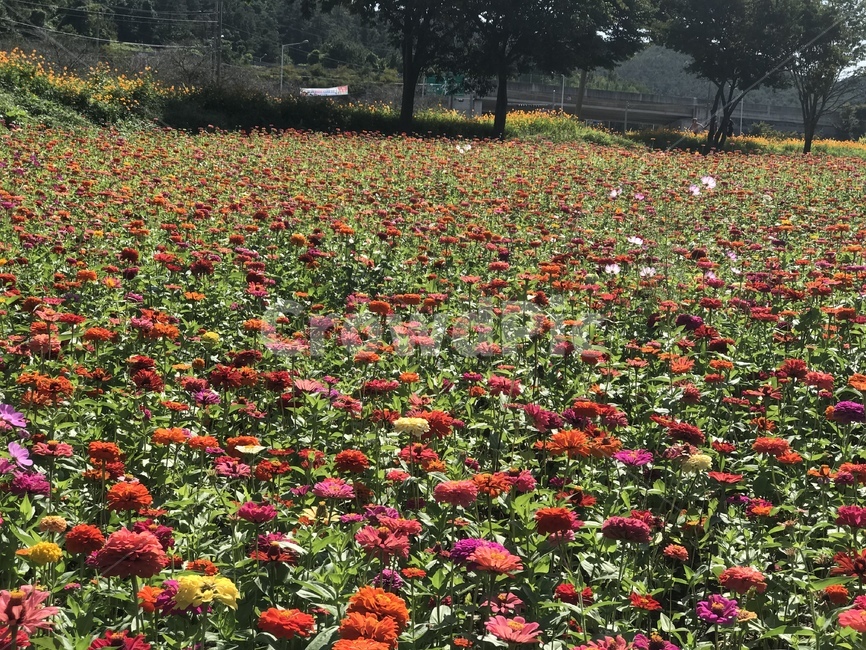 꽃길,꽃,꽃밭,풍경,플라워