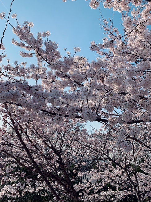 벚꽃,대공원,풍경,꽃,자연