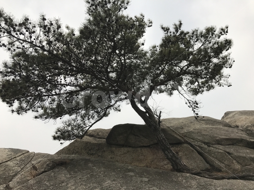 자연,감성,풍경,제주,원본,식물,자연,plants,nature