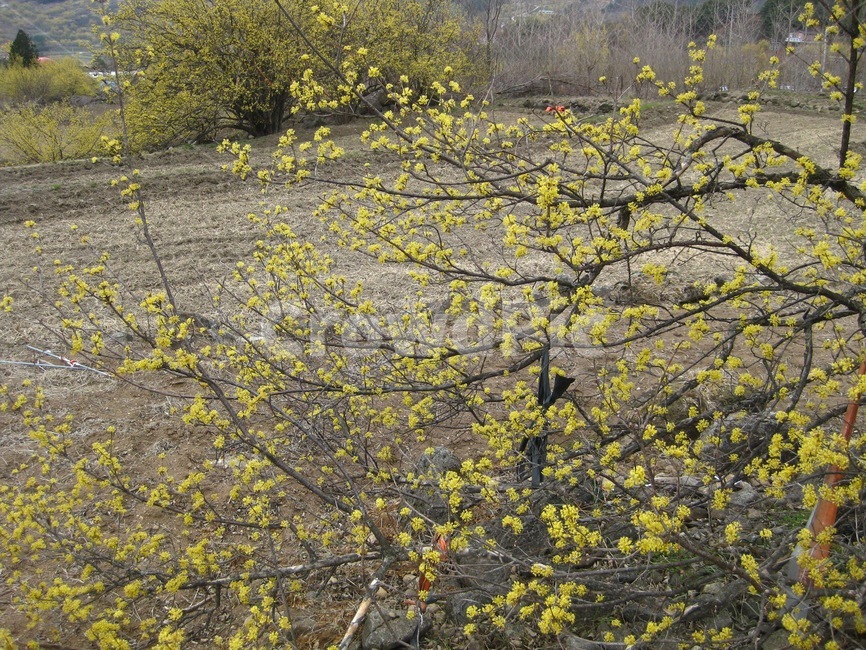 산수화,봄꽃,봄,spring,나무,노랑,yellow,구례