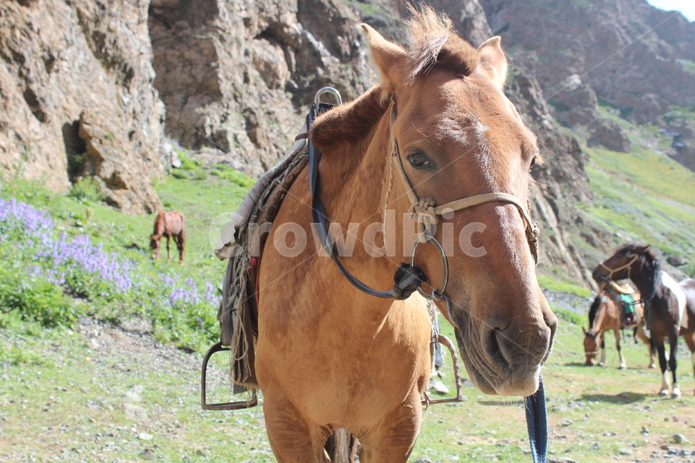 말,조랑말,승마,재갈,몽골,초원,horse,동물,animal,포유류,mammal