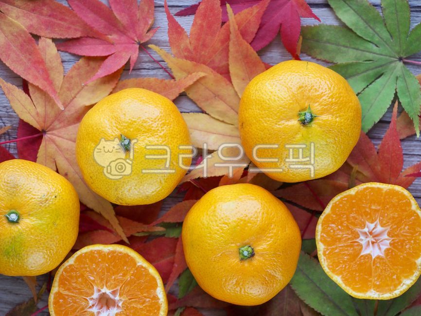 귤,제주감귤,제주도특산품,감귤,과일,노랑,음식,tangerine,jejutangerine,jejuislandspecialties,fruit,yellow,food,citrusfruit,감귤류과일,가을,단풍잎,잎사귀,잎,슬라이스,주황색