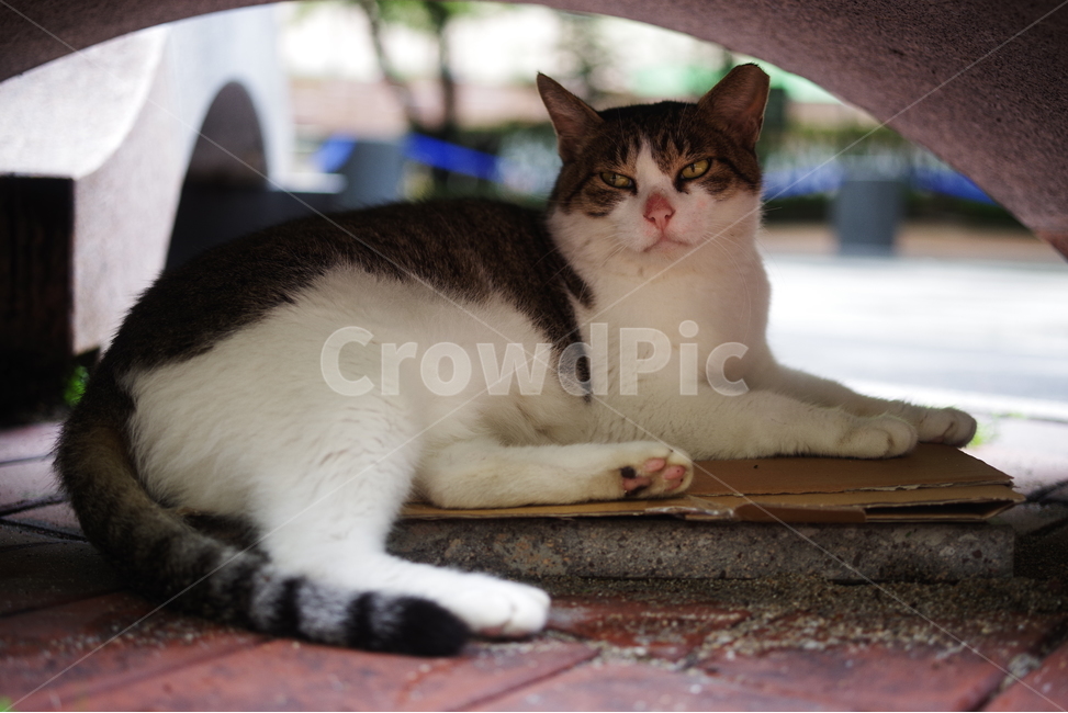 고양이,길고양이,동물,길냥이,애완동물,생명,자연,미묘,야생동물,cat,kitty,kitten,cute,lovely,adorable,pet,animal,streetcat,straycat,wildcat,wild,동물,animal,포유류,mammal,고양이,cat,kitten,kitty