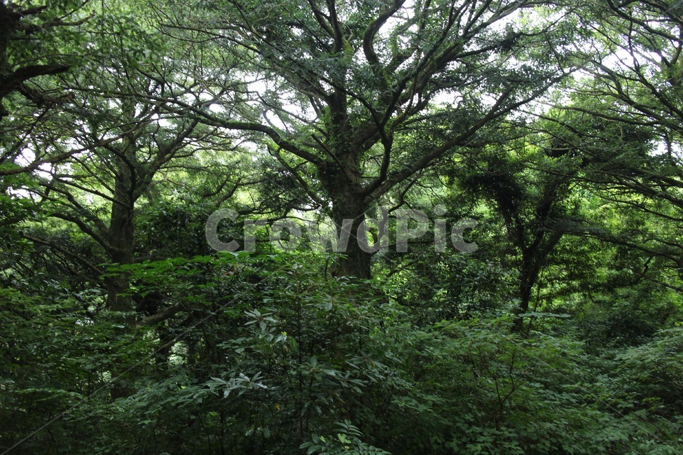 나무,숲,비자림,제주도,수목,자연,풍경,nature,landscape,식물,plants,나무,trees,wood,tree,plant,vegetation,초목,tree trunk,나무 줄기,outdoors,옥외,land,땅