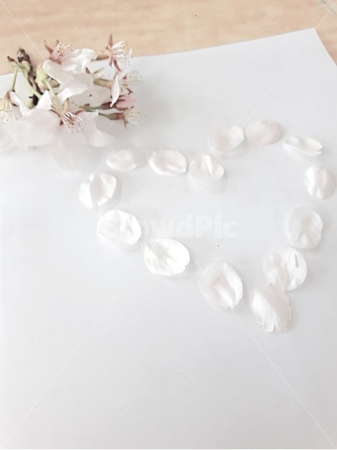 봄,벚꽃,사랑,하트,감성
