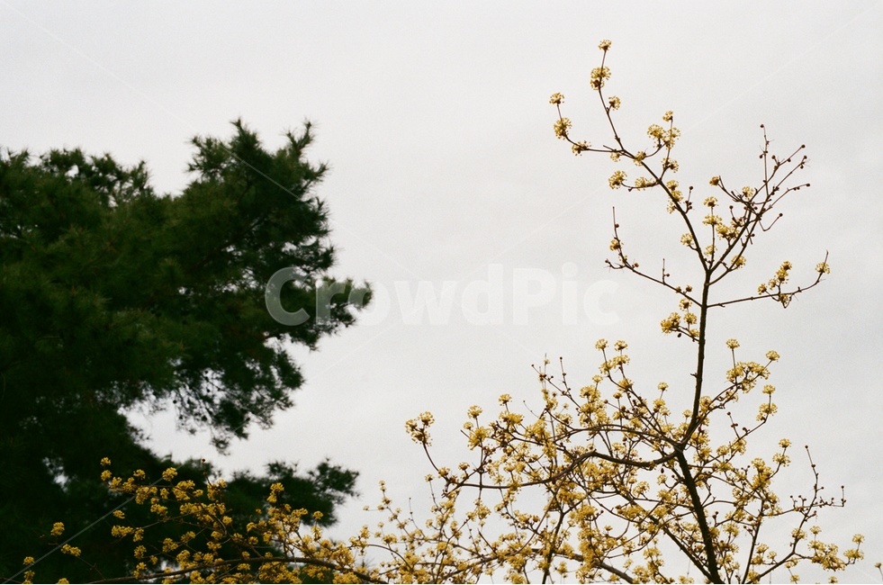 봄,봄꽃,산수유,소나무,springflower,corniflower,corneliancherrytree,pinetree,tree,pine,spring,flower,노랑,yellow,green,초록,하늘,sky,필름사진,filmphotography,film,봄,계절,spring,season,식물,자연,plants,nature,꽃,flower