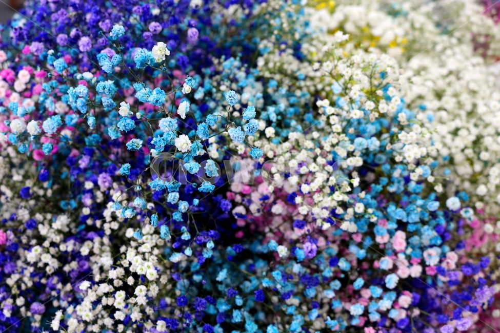 안개꽃,꽃,식물,석죽과,원예,식물,자연,plants,nature,꽃,flower
