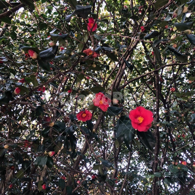 꽃,여수,오동도,레드,동백꽃,식물,자연,plants,nature,꽃,flower