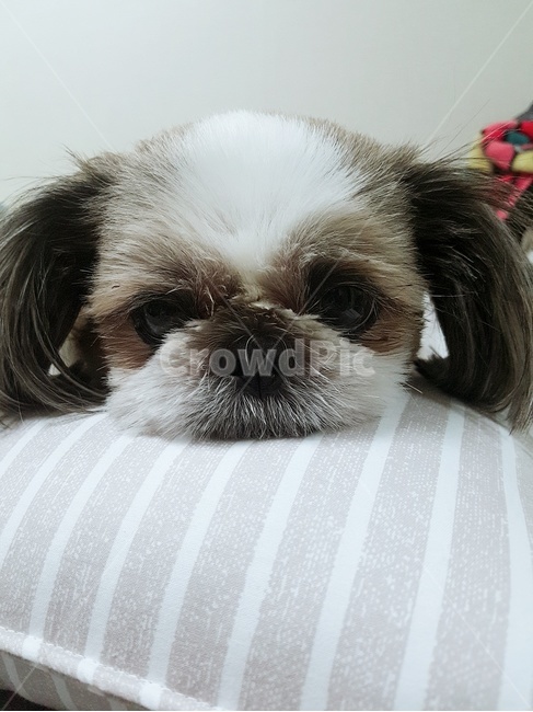 강아지,시츄,반려견,반려동물,개,동물,animal,포유류,mammal,개,강아지,dog,doggy