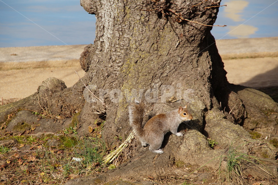 tree,다람쥐,동물,자연,나무