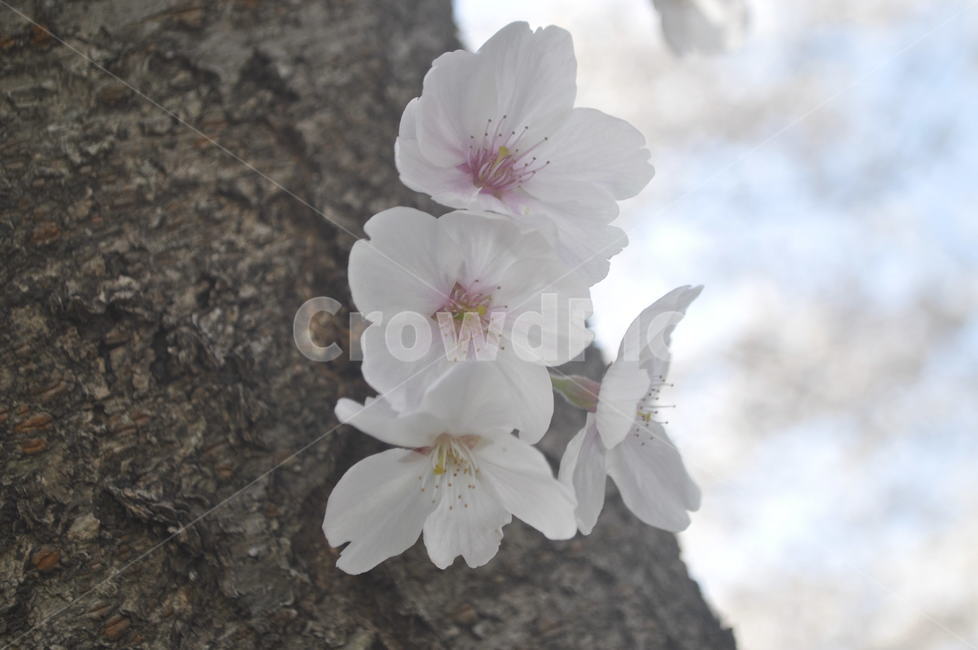 벗꽃,나무,초점,나무결,식물,꽃,flower