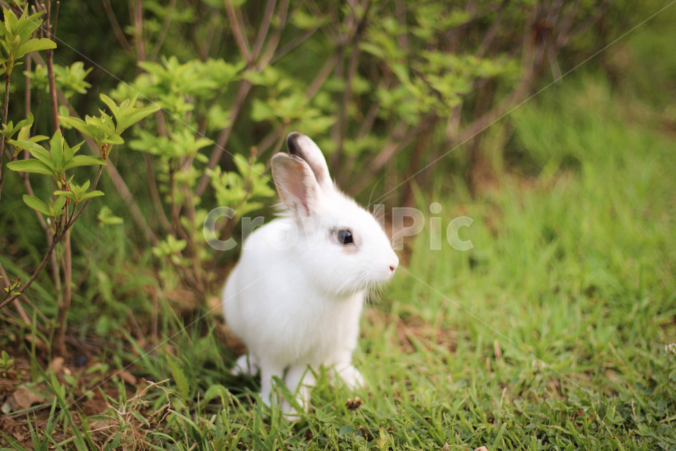 토끼,공원,선유도공원,감성사진,동물,여름,동물,animal,포유류,mammal