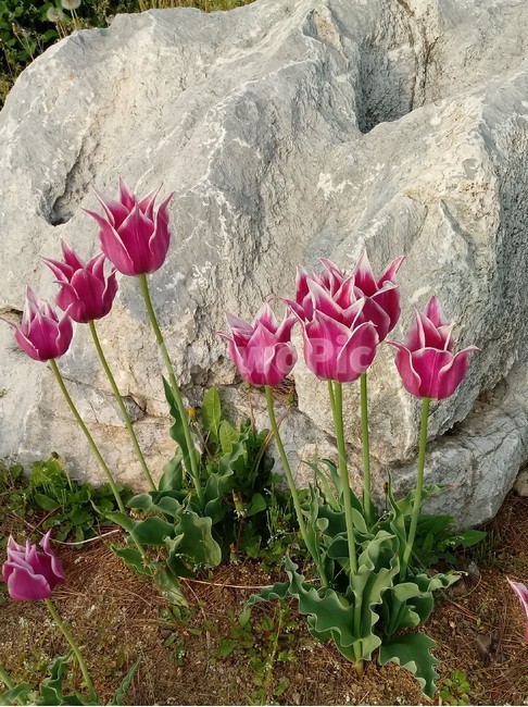tulip,백합과,구근초,여러해살이화초,꽃,튤립,빨강색,봄,식물,자연,springseasonflower