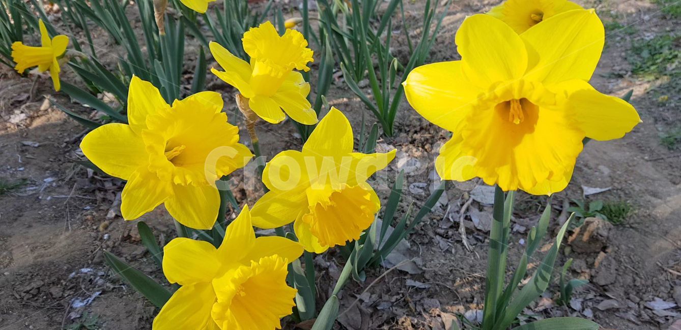꽃,flower,daffodil,수선화,plant,식물,병장식,봄,blossom
