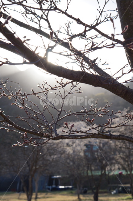 저녁,석양,노을,해,빛,나무,맑음,봄,식물,자연,plants,nature,나무,trees,wood