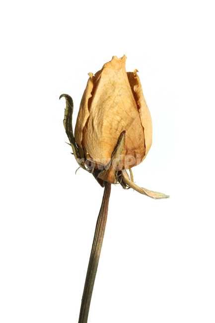 꽃,장미,로즈,장미꽃,플라워,드라이,드라이플라워,말린,말려놓은,마른,노란색,노랑,옐로우,말린장미,식물,자연,flower,dry,dried,dryflower,yellow,green,rose,줄기,dryrose,plant,nature,꽃봉우리,봉우리,흰배경,꽃,flower,누끼,remove background