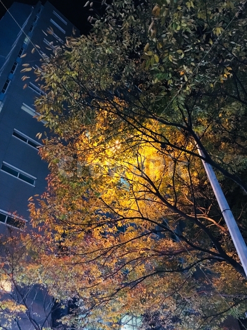 밤하늘,단풍나무,조명,단풍,나무,야경,밤,풍경,nightscape,night,landscape,식물,자연,plants,nature,나무,trees,wood,tree,plant