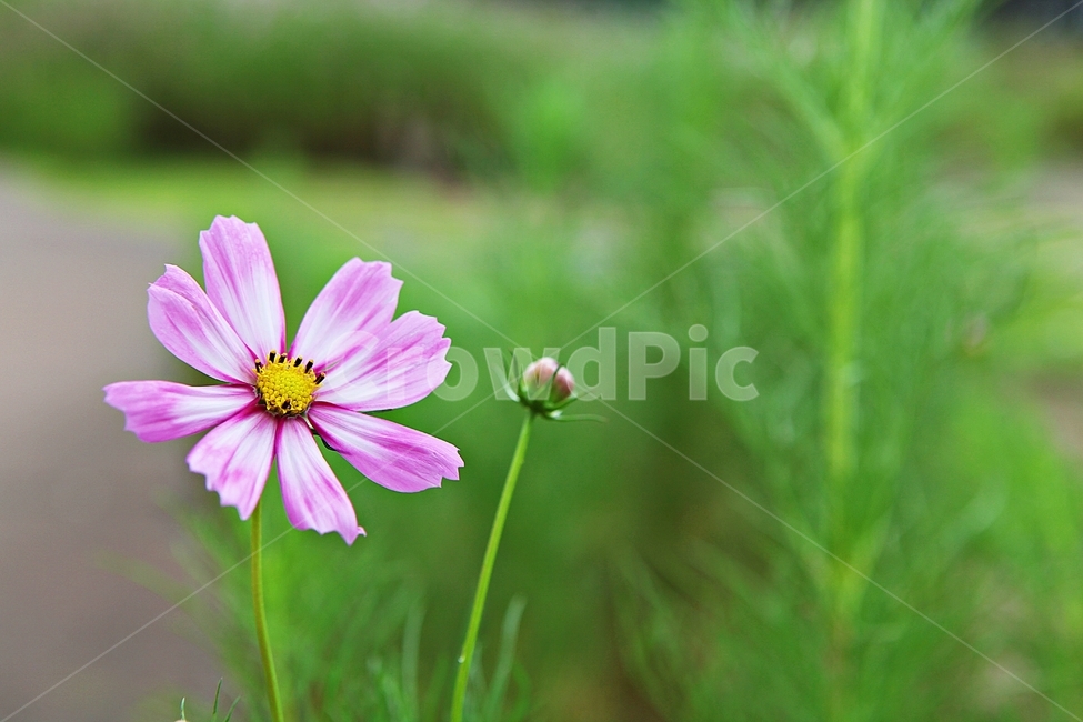 코스모스,꽃,꽃잎,들꽃,식물,가을꽃,가을,공원,자연,식물,자연,plants,nature,꽃,flower