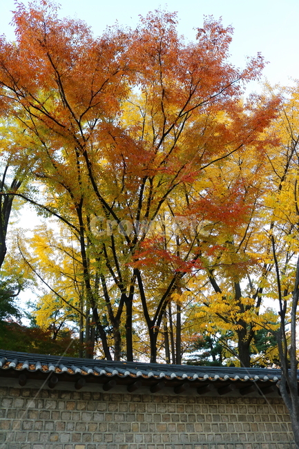 단풍,나무,단풍나무,자연,풍경,가을,느티나무,가을,계절,fall,autumn,season,한국전통,한국문화,korean traditional,korean culture,식물,자연,plants,nature,나무,trees,wood,tree,plant,maple