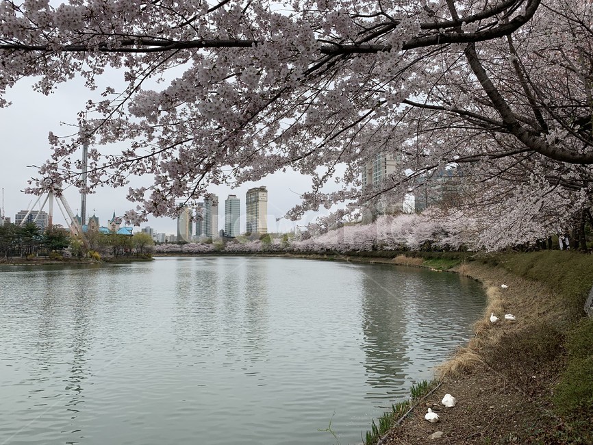 풍경,석촌호수,벚꽃,호수,lake,자연,봄,계절,spring,season