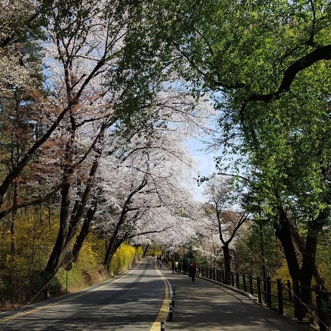 봄풍경,봄,벚꽃,풍경,자연