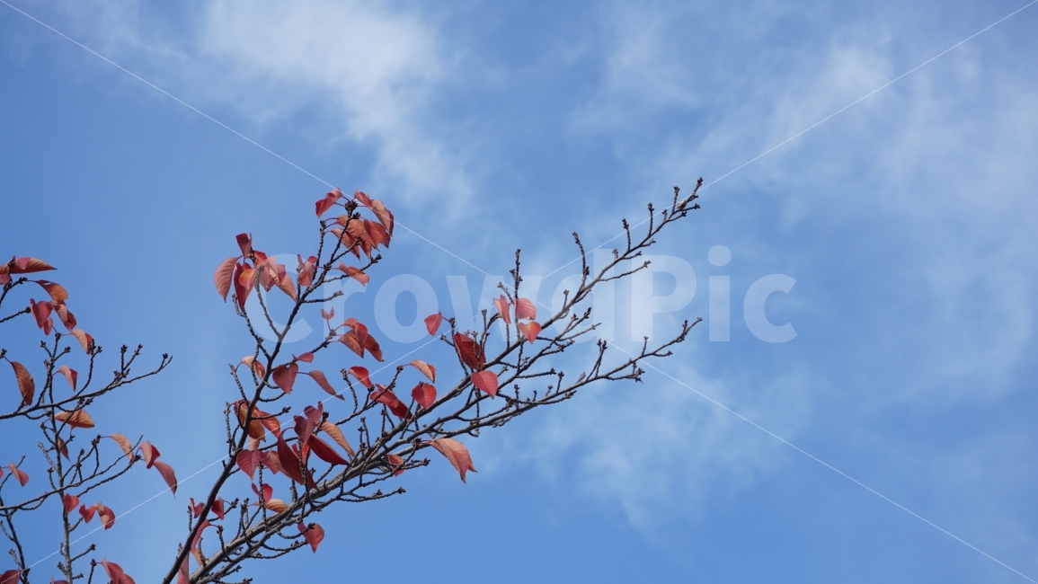 가을,단풍,나무,하늘,자연,가을,계절,fall,autumn,season,식물,자연,plants,nature,나무,trees,wood,azure sky,푸른 하늘,sky,outdoors,옥외,bird,새,animal,동물