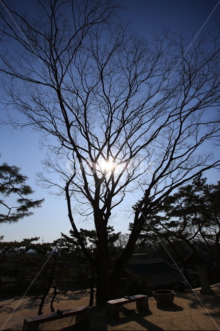 고궁,나무,실루엣,빛,하늘,한국전통,한국문화,korean traditional,korean culture,식물,자연,plants,nature,나무,trees,wood