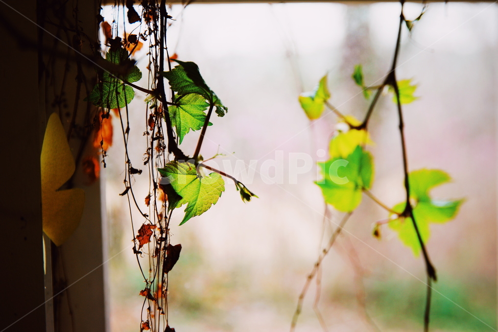 나뭇잎,가지,창문,풍경,빛,햇살,강,새,고요,아침,경관,자연,풍광,nature,landscape,한국자연풍경,한자연경관,koreanaturelandscape,감성,감정,sensible,feeling,emotion,계절,season,마을,rural,한국전통,한국문화,koreatraditional,koreaculture,plant,나무,trees,wood,식물,자연,plants,nature,감성,sensible,feeling