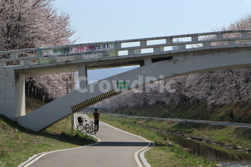 꽃,벚꽃,산책길,벚꽃길,벚꽃나무,식물,blossom,flower