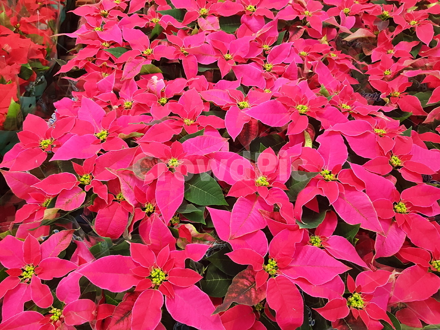 꽃,꽃길,붉은,붉은물결,포인세티아,정열,식물,자연,plants,nature,꽃,flower