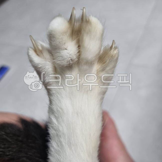 pets,cats paw,Meow,babycat,catsole,kitten,stray cat,mammal,cat,butler,ket,foot,pet,sole,catfoot,companionanimal,cat paws,solesoffeet,Pets,animal,mammalia