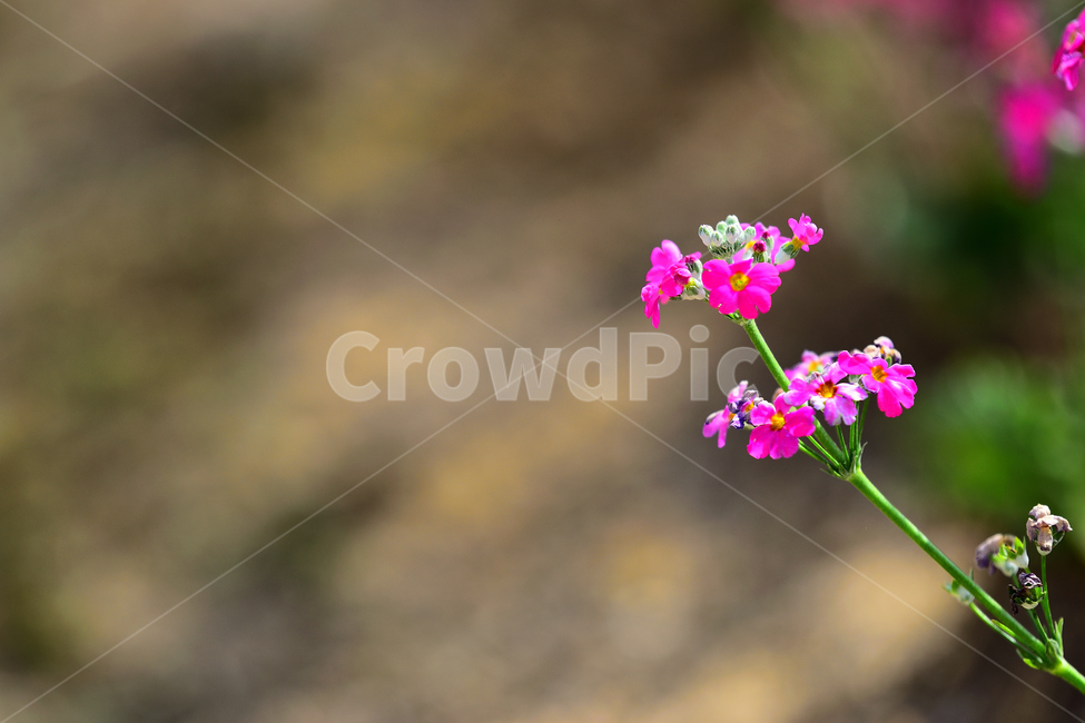 봄,꽃,식물,향기,생명,붉은,자주,봄,계절,spring,season,식물,자연,plants,nature,꽃,flower,geranium,제라늄,plant,blossom