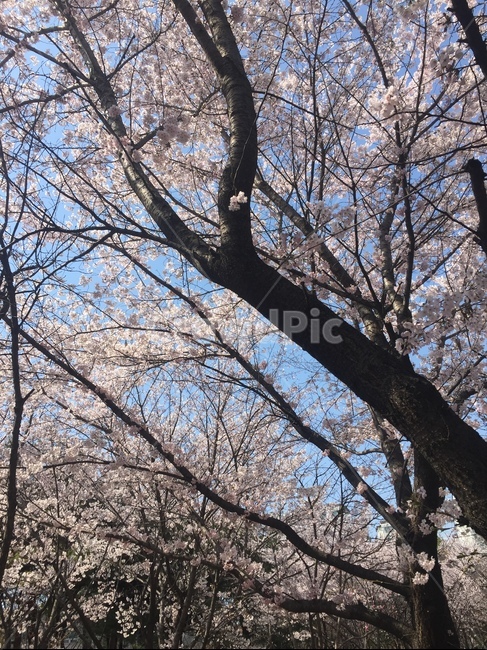 벚꽃,cherryblossom,벚나무,꽃잎,분홍색꽃,봄에피는꽃