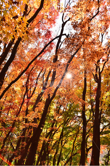 가을,단풍,한국자연경관,한국자연풍경,단풍잎,가을배경,계절,시즌,autumn,fall,background,maple,outdoor,야외,옥외,아웃도어,자연,배경,바탕,백그라운드,환경,tree,plant,leaf,natural,environment,forest,단풍숲,태양,햇빛,빛갈라짐,힐링,healing,가을,계절,fall,autumn,season,잎,식물,나무