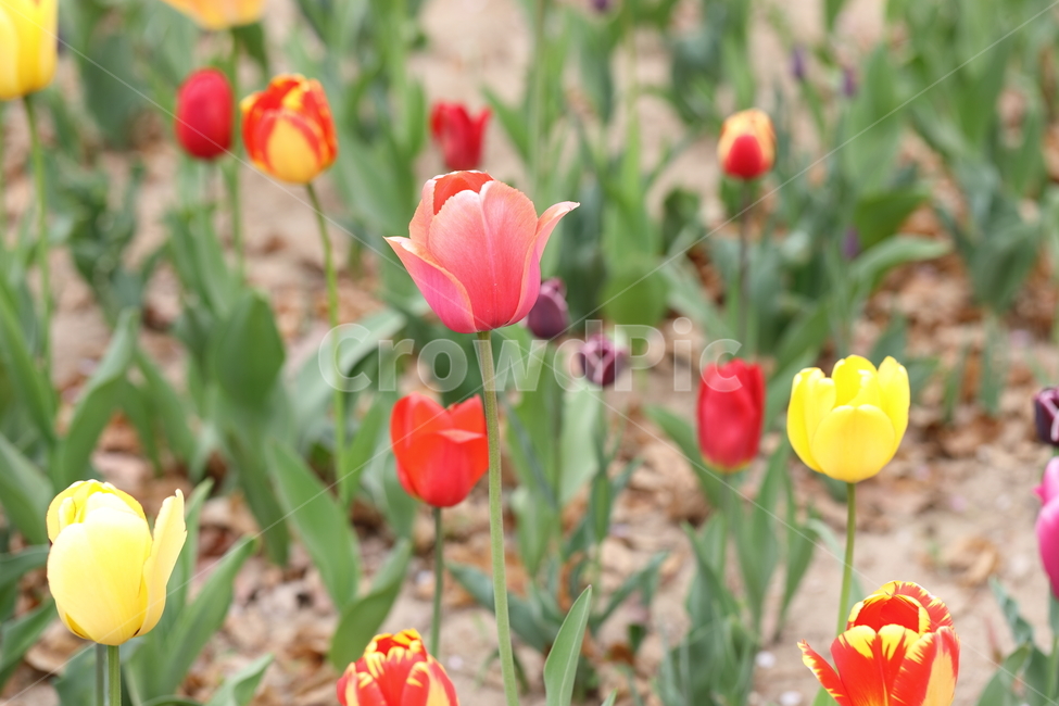 꽃,튤립,꽃밭,봄,계절,색깔,공원,자연,flowers,tulips,spring,season,park,colors,colorful,field,nature,봄,계절,spring,season,식물,자연,plants,nature,꽃,flower,plant,blossom