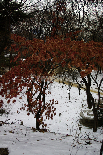 겨울,winter,풍경,설경,눈,나무,식물,plant,겨울,계절,winter,season,자연,풍경,nature,landscape,tree,leaf,잎