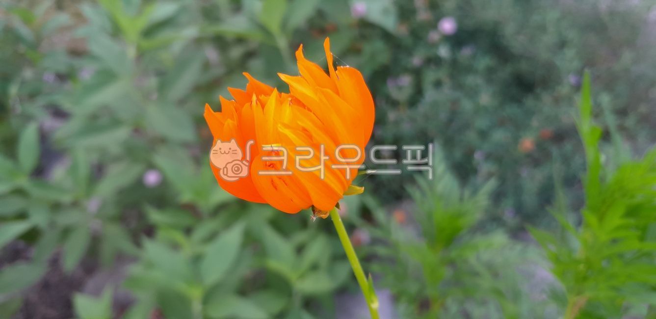 꽃,주황색,화단,야생화,들꽃,풀,flower,식물,생명,자연,nature