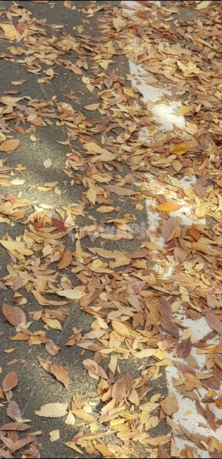 낙엽,가을,추풍낙엽,단풍,가을단풍
