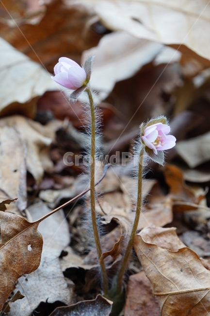 노루귀,수리산,꽃,자연,산,봄,식물,자연,plants,nature,꽃,flower