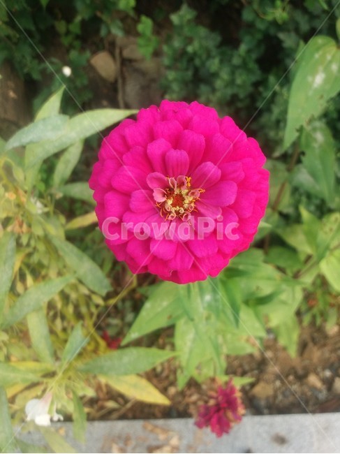 꽃,자연,생물,식물,생태계,flower,만개,꽃종류,개화,꽃송이